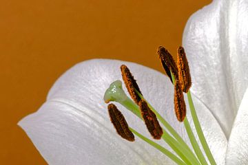 White lily of which the stamens and the pistil are very visible by Hein Fleuren