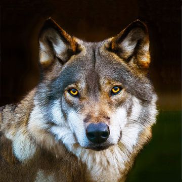 Wolf by Jacco Hinke