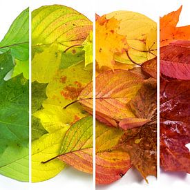 Veranderende kleuren van verschillende herfstbladeren van groen naar geel, o van Maren Winter