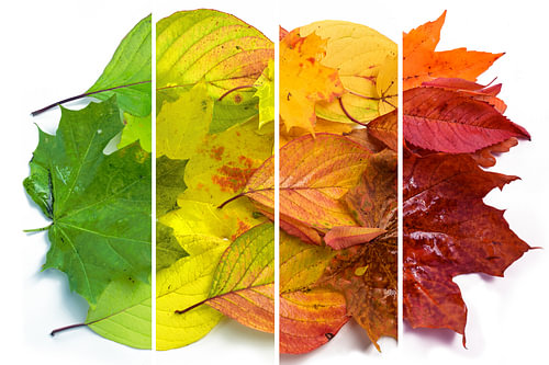 Wechselnde Farben der verschiedenen Herbstblätter von grün bis gelb, o