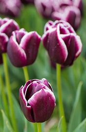 Close up van tulpen by Piebe van den Berg