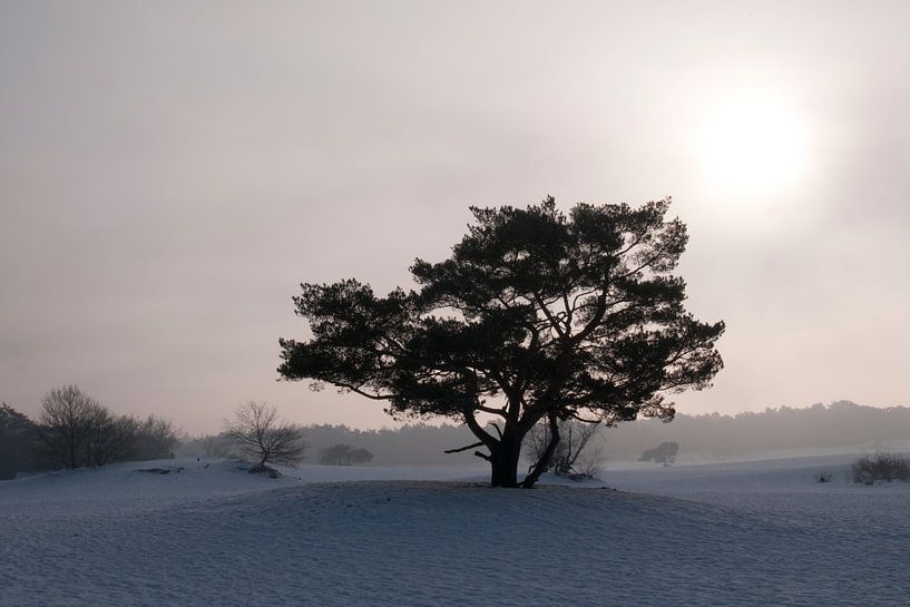 Soester Duinen by Tamara Witjes