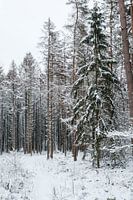 Ardens snow landscape - Arlon