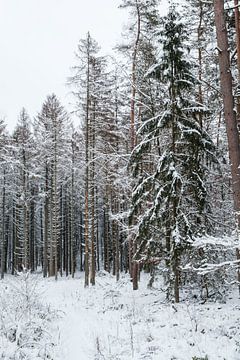 Ardens sneeuwlandschap - Aarlen van Sven Dirkx