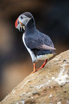 A beak full of ocean