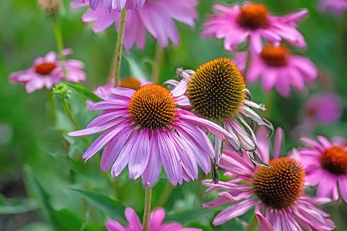 Fleur d'héliotrope rose sur fond vert sur Hans-Jürgen Janda
