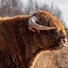 Schotse Hooglander lekker puh van Danielle de Graaf