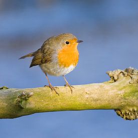 robin in beautiful winter weather by Stobbe; stiltegrafie