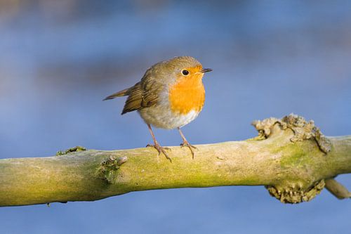 roodborst in prachtig winterweer