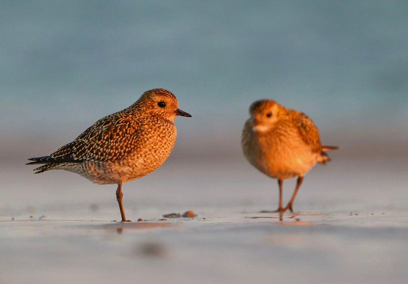 Two golden plovers in morning light by Fynn Seidel