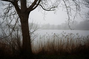 Foggy view