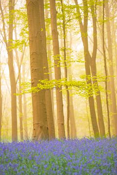 Bluebell forest with blooming flowers on the forest floor