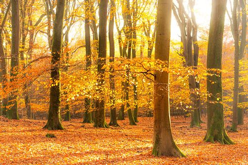 Mistig bos tijdens een prachtige mistige herfstochtend