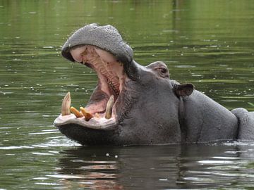 Yawning  Hippo by Erica Thielen