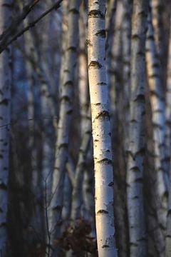 Birch Grove van Thomas Jäger