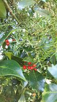 Hulst bessen