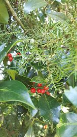 Hulst bessen von Britt Groen