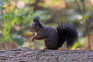 Eichhörnchen im Wald, mit Bokeh.
