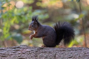 Squirrel in the forest, with bokeh. by Janny Beimers