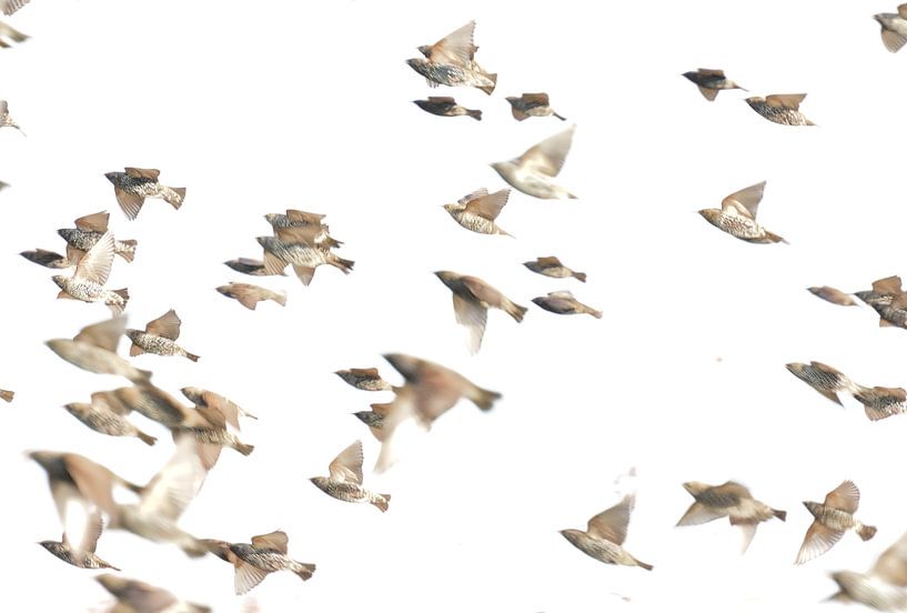 A cloud of Starlings by BSNF
