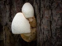 Silky fair fungus (Volvariella bombycina)