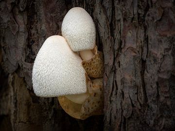 Silky fair fungus (Volvariella bombycina) by Suzan Brands