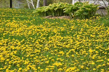 Dandelion flowers in the park by Claude Laprise