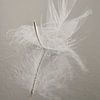 Still life of rest: A resting feather by Marjolijn van den Berg