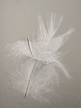 Still life of rest: A resting feather