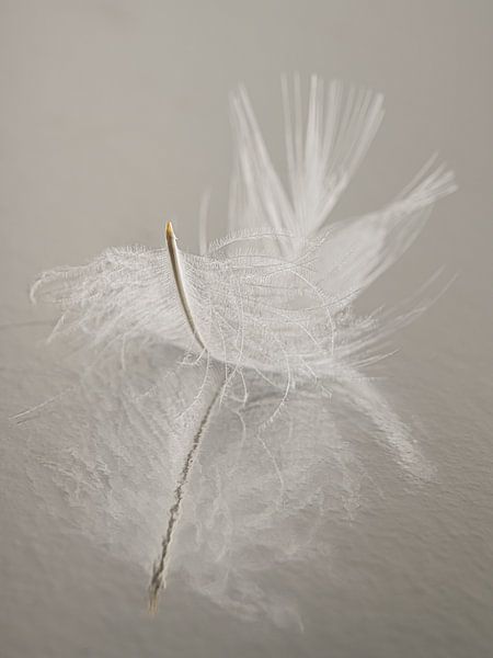 Nature morte de repos : une plume au repos par Marjolijn van den Berg