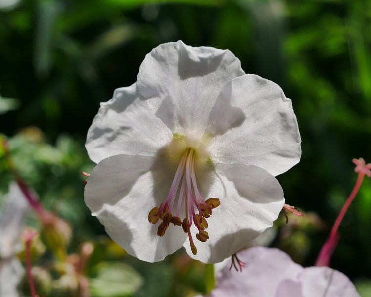 Witte tuingeranium in de zon van Wim vd Neut