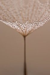 Elegant tranquillity – Delicate lines from nature