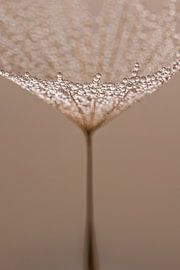 Elegante Ruhe – Zarte Linien aus der Natur von Marjolijn van den Berg