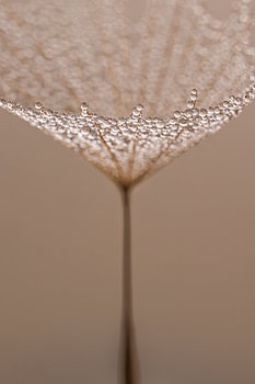 Elegante Ruhe – Zarte Linien aus der Natur