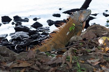 green iguana costa rica by Ohana