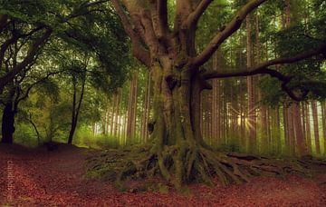 Old beautiful oak by Claudia De Vries