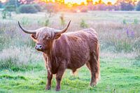 Vache Highland au coucher du soleil