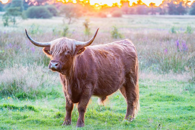 Highland Cow In sunset van Fred van Schaagen