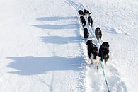 Husky-Schlittenteam verfolgt den Weg im Schnee von Martijn Smeets Miniaturansicht