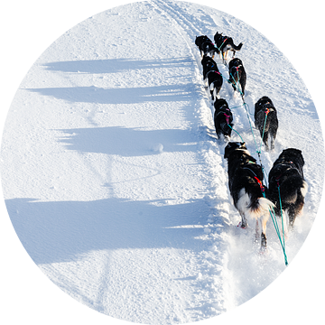 Husky sledeteam volgen pad in de sneeuw van Martijn Smeets