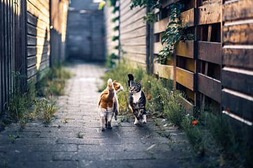 Sweet cats investigating in an alley by Felicity Berkleef