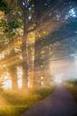 Rayons de soleil dans le brouillard matinalPays-Bas, s-Graveland, Arbres le long d'un chemin de camp par Frans Lemmens Aperçu