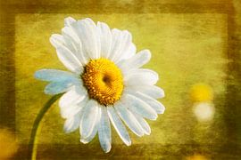 Leven in zonneschijn von Marc Crutzen