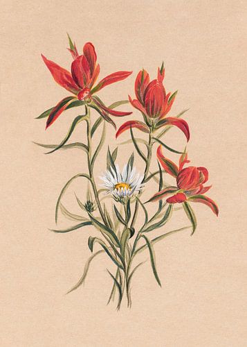 Indian Paintbrush (1883)