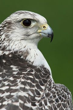 Porträt eines Geierfalkens von Ronald Pol