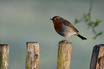 Robin by Wouter Krom