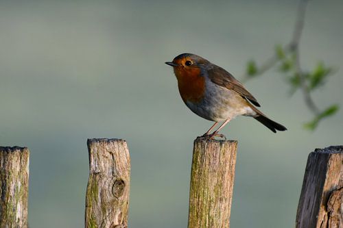 Robin sur Wouter Krom