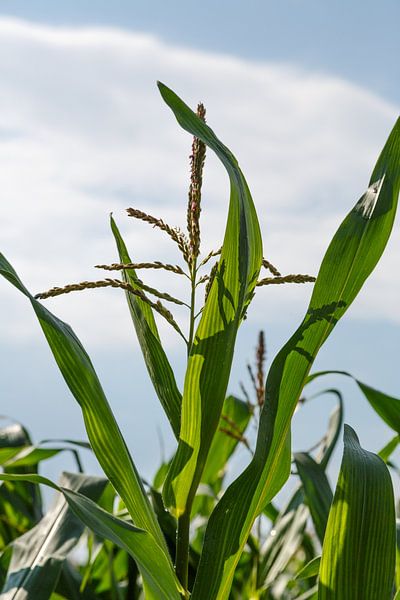 Maisblüte by Rolf Pötsch