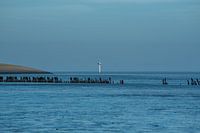 Wadden Sea coast @Moddergat-Paesens (Friesland)