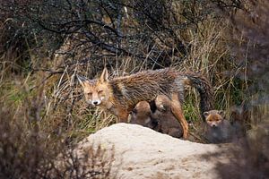 famille heureuse sur Pim Leijen